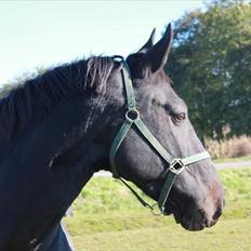 Oldenborg Savana Tisted