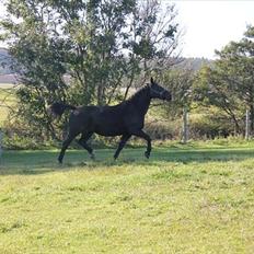 Oldenborg Savana Tisted