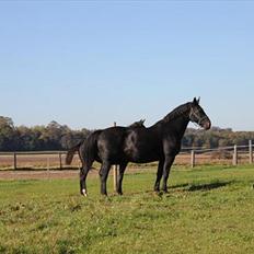 Oldenborg Savana Tisted