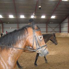 Anden særlig race Peggy