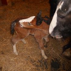Irish Cob Crossbreed Eugene