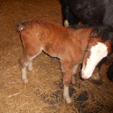 Irish Cob Crossbreed Eugene