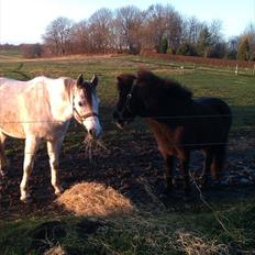 Arabisk fuldblod (OX) Sibar