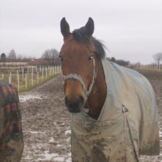 Pinto Elkær's Tidy<3
