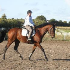 Pinto Elkær's Tidy<3