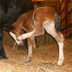 Irish Cob Crossbreed Eugene