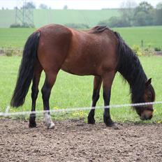 Welsh Partbred (Sec F) Lykkegaards hopla