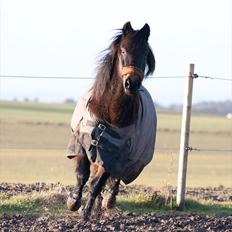 Anden særlig race Mr. Winchester- Winni *SOLGT*
