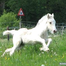 Irish Cob ITS Evening Star