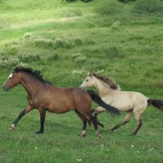 Anden særlig race Lucas B-PONY