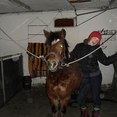 Anden særlig race Bølle Bob [Har redet]