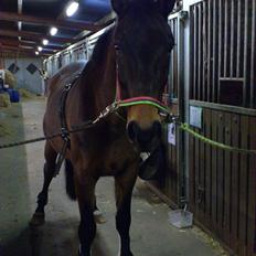 Westfaler Glory Of Fame