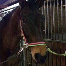 Westfaler Glory Of Fame