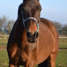 Westfaler Glory Of Fame