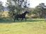 Oldenborg Savana Tisted