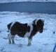 Færøsk hest Njørður [Haft i pleje]