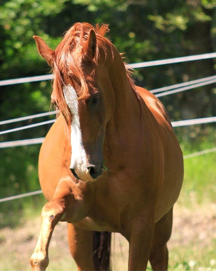 Arabisk fuldblod (OX) Shah Siimzek billede 2