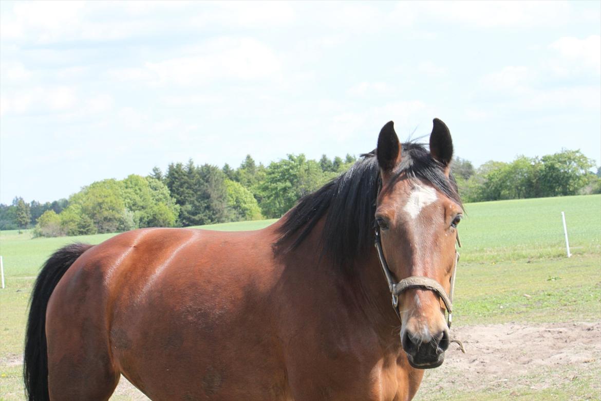 Oldenborg Talulah billede 13