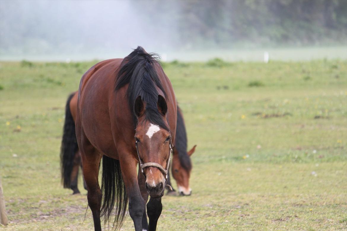 Oldenborg Talulah billede 14