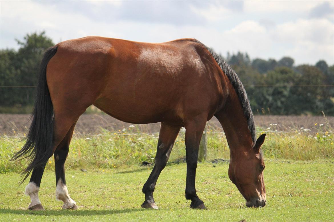 Oldenborg Talulah billede 15