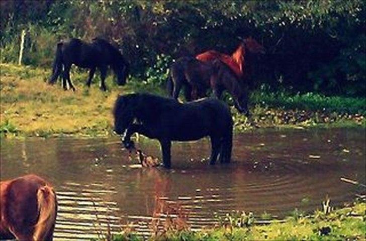 Fell pony Michaks Jaguar  billede 13