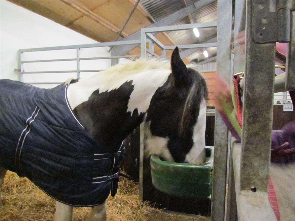 Tinker LL. Mølgårds Mc Phee/ Fie - Fie i sin nye boks på Tronsøskolen :D billede 5