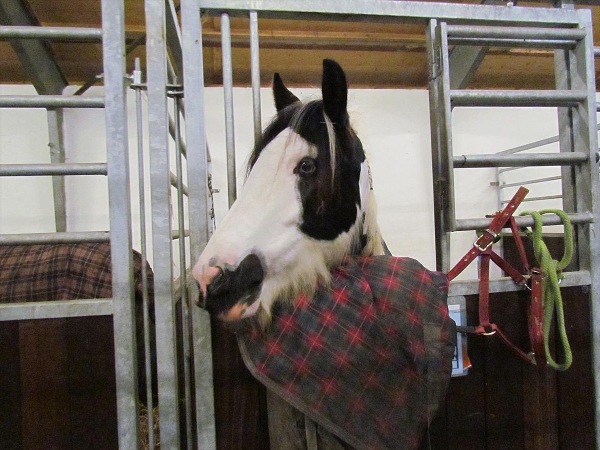 Tinker LL. Mølgårds Mc Phee/ Fie billede 6