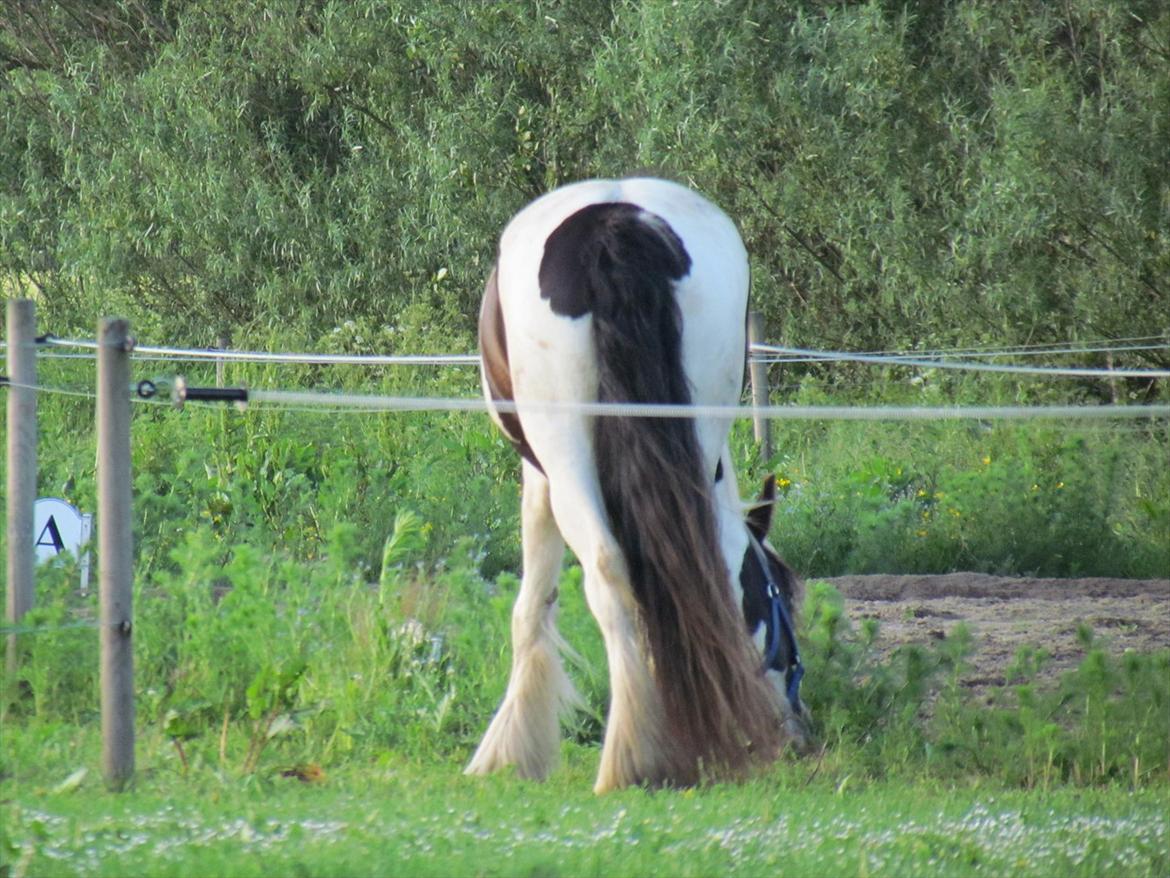 Tinker LL. Mølgårds Mc Phee/ Fie - McPhee/ Fie siger tak fordi i gad og ta' et kigge på mig :D billede 20