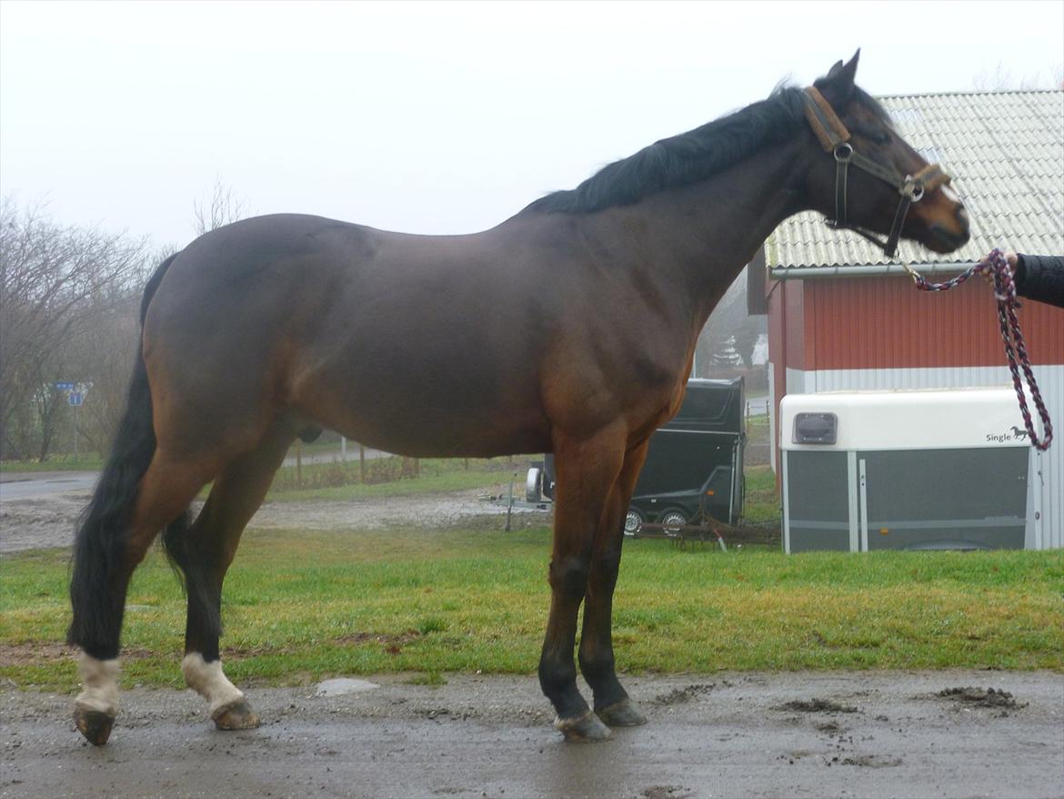 Irsk Sportspony Midnight Exspress - 23 dec 2011. Har haft Midnight i ca. 2 mdr. nu <3<3<3<3 billede 14