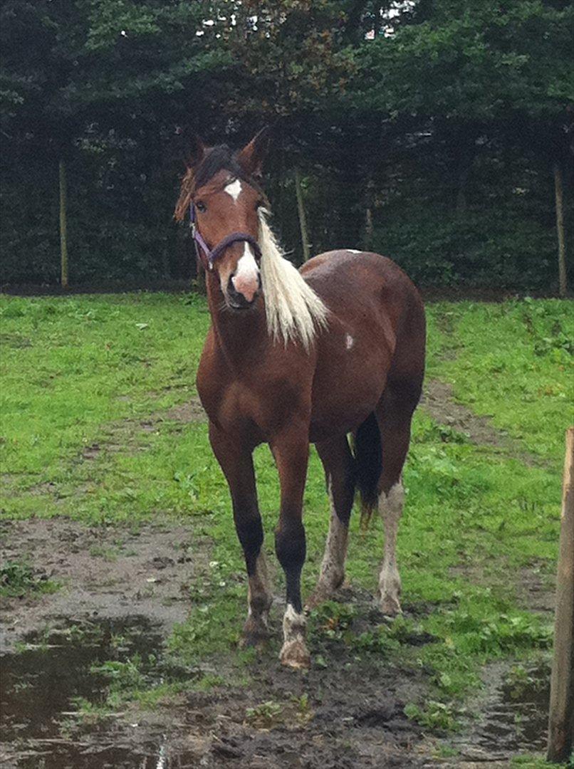 Pinto *Casino* - HINGST - 2011/2012 billede 25