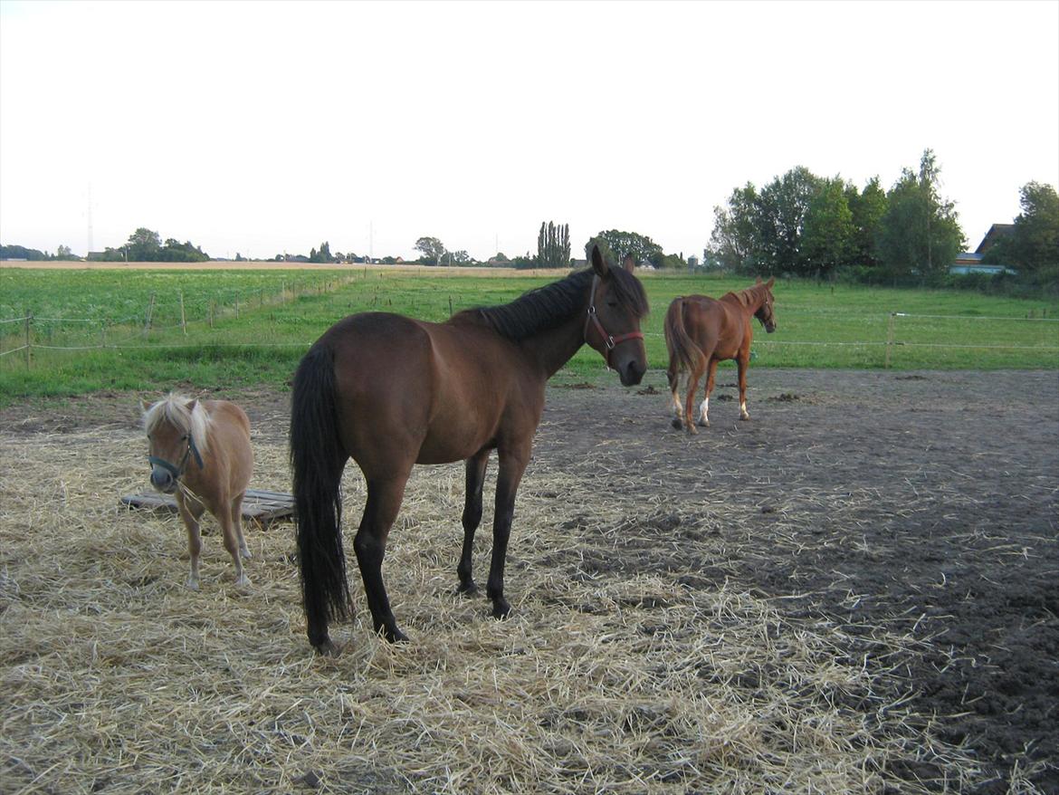 Traver Pink Flite billede 9