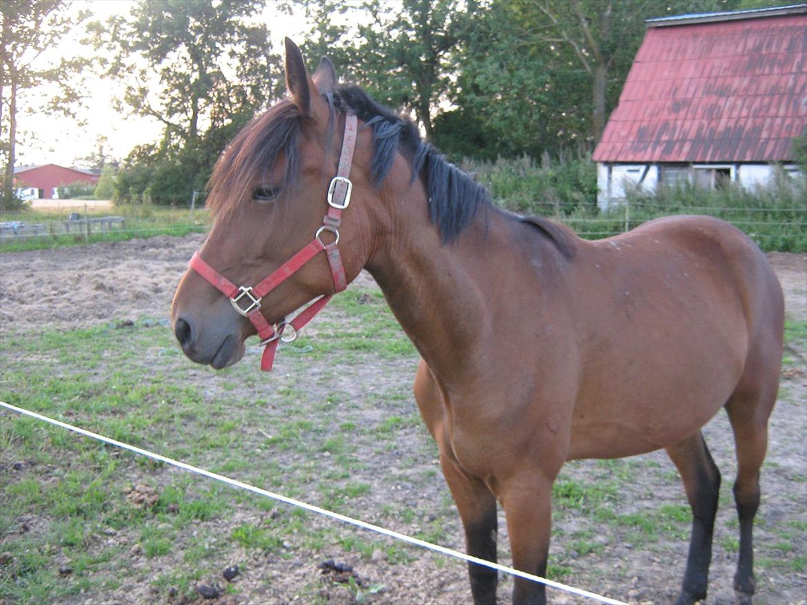 Traver Pink Flite billede 10