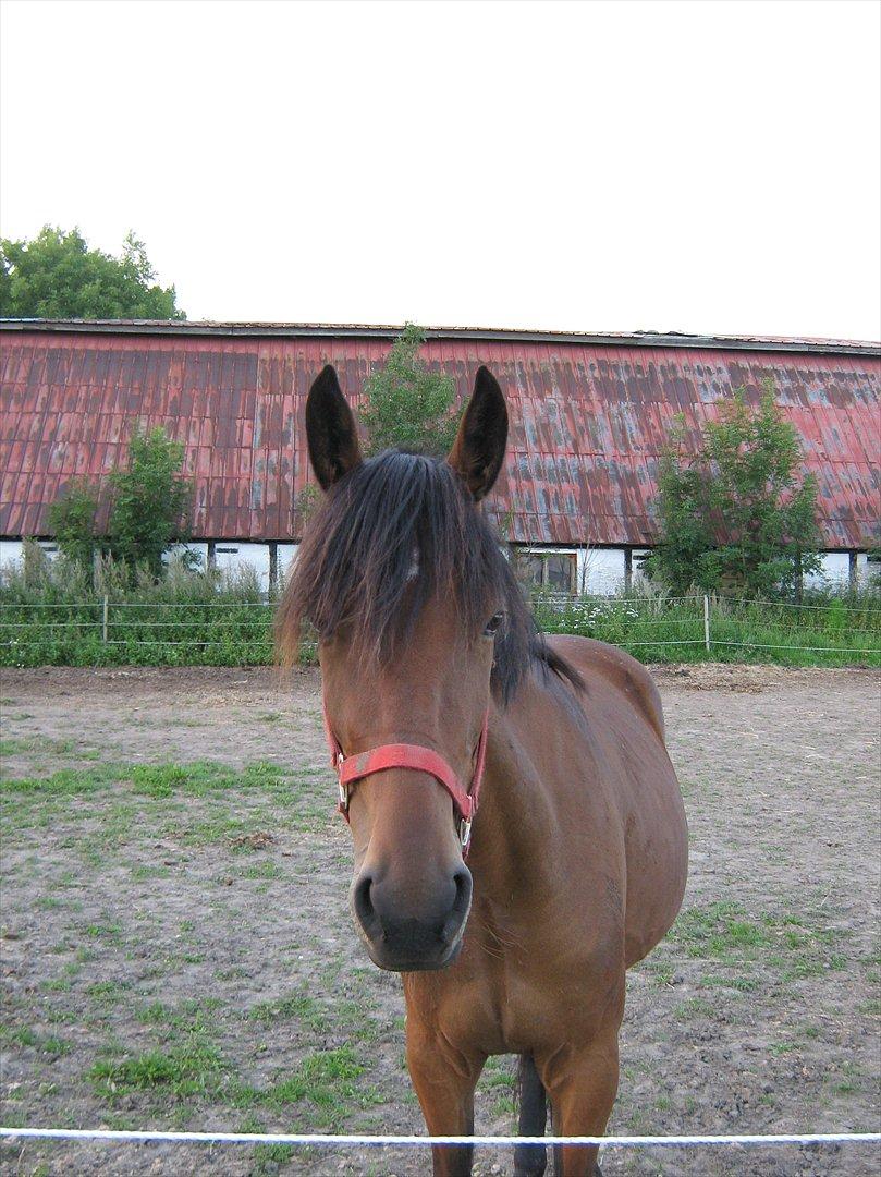 Traver Pink Flite billede 11