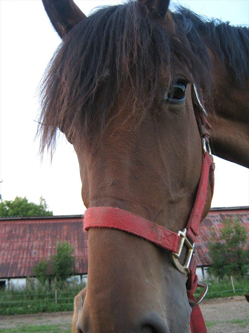 Traver Pink Flite billede 12