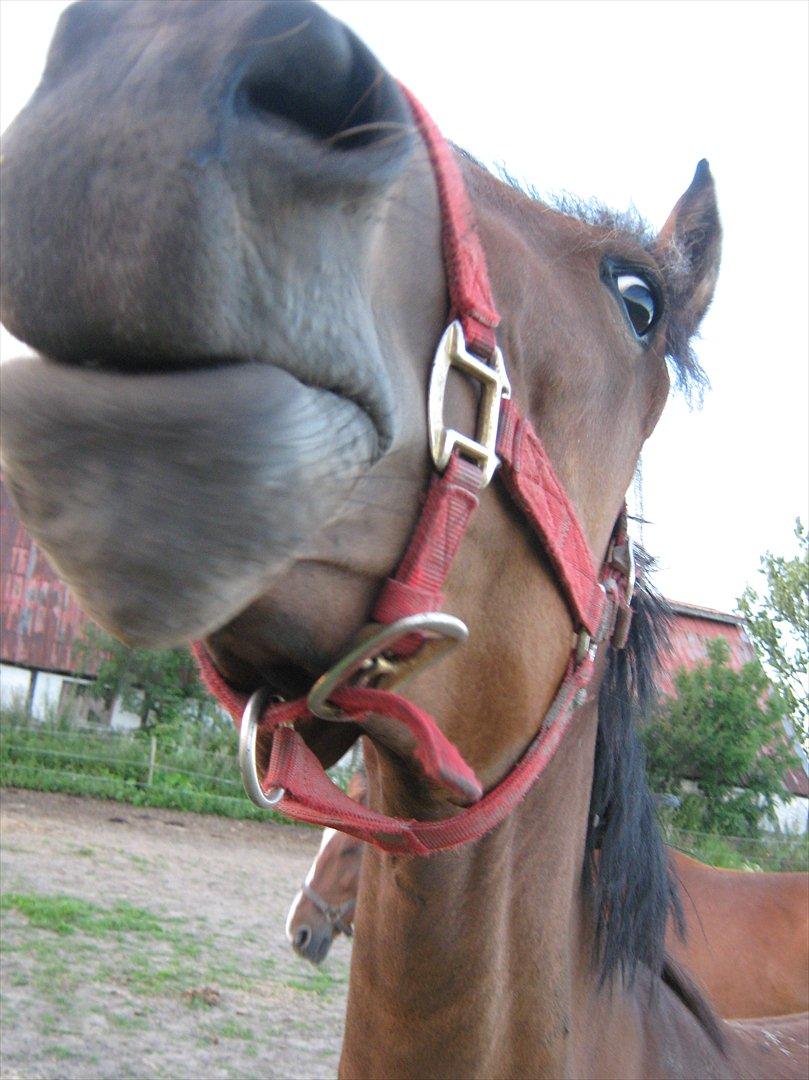 Traver Pink Flite billede 13