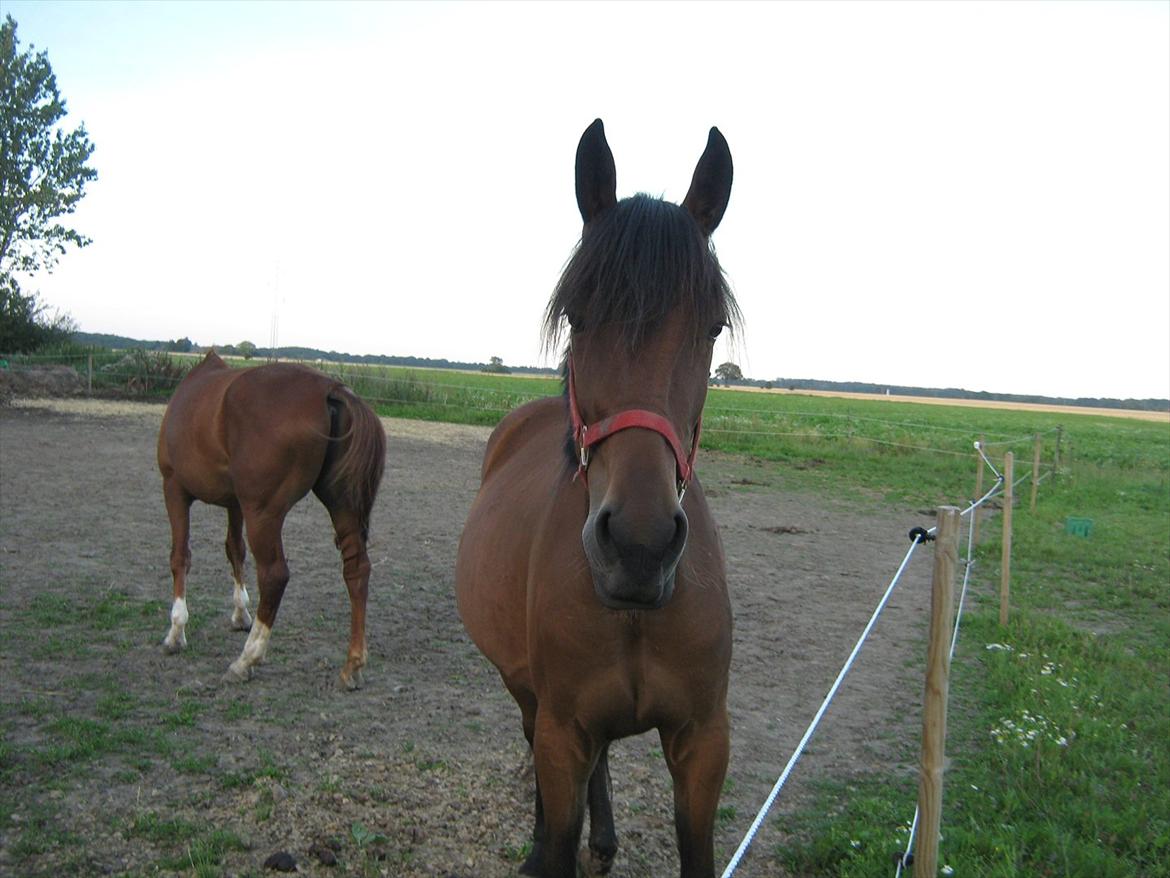 Traver Pink Flite billede 14