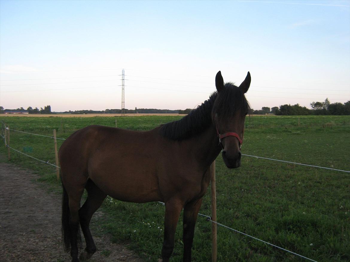 Traver Pink Flite billede 15