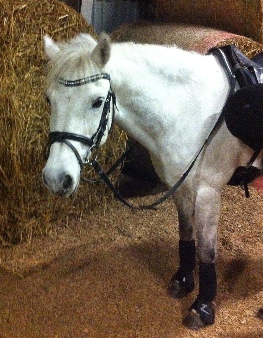 Anden særlig race Bandit "den elskede" :D <3 - Billed 12. Dressur træning D. 18 oktober 2011! <3 billede 12