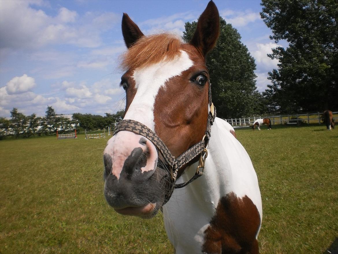 Anden særlig race Tilde -  Solgt :'(<3 - Hahahahah, Tilde på folden i sommers<3. billede 11