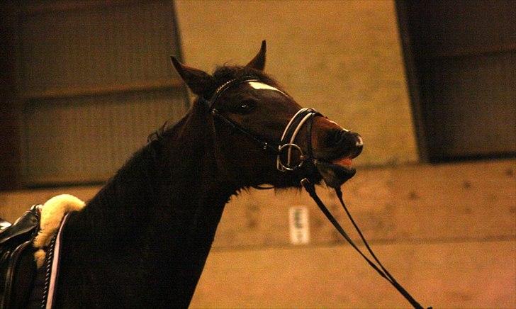 Dansk Varmblod Birkemosegaards Manila billede 15