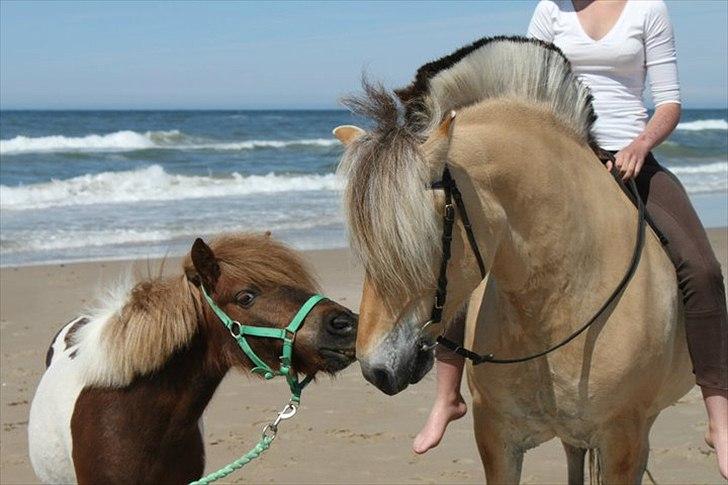 Shetlænder CNH's Felix - På stranden med Pongo og Sofie. Sommer 2011 billede 12