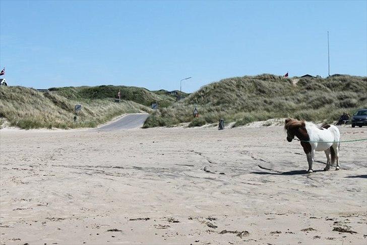 Shetlænder CNH's Felix - Elsker det billede! Sommer 2011 billede 17