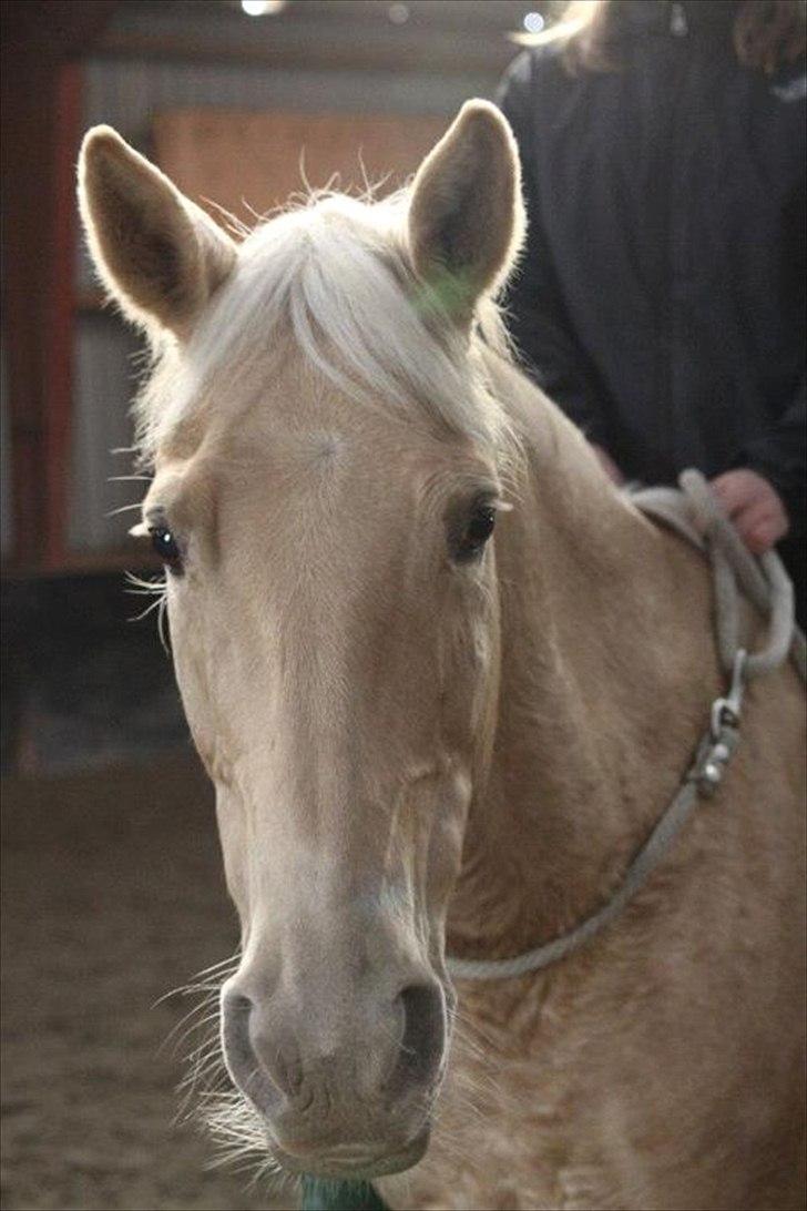 Palomino Cibelle  - jeg elsker dig billede 3