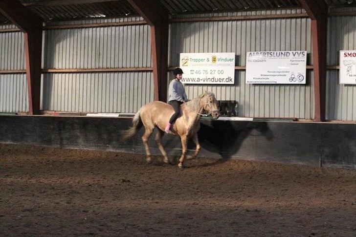 Palomino Cibelle  - galop bidløst. girl youre amazing  billede 11