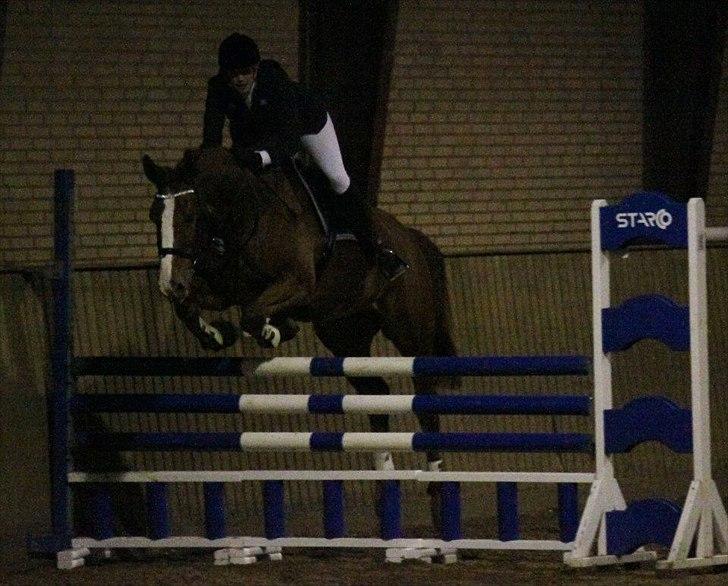 Dansk Varmblod Atlet billede 9