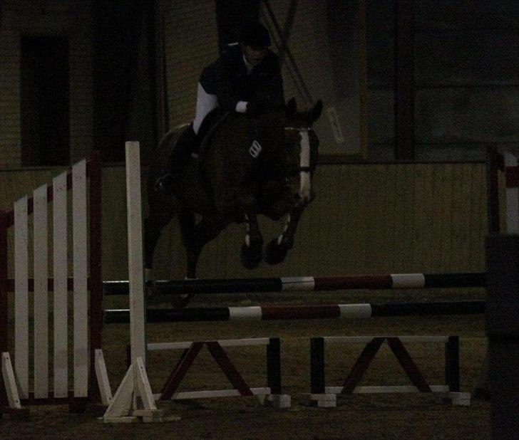 Dansk Varmblod Atlet billede 10