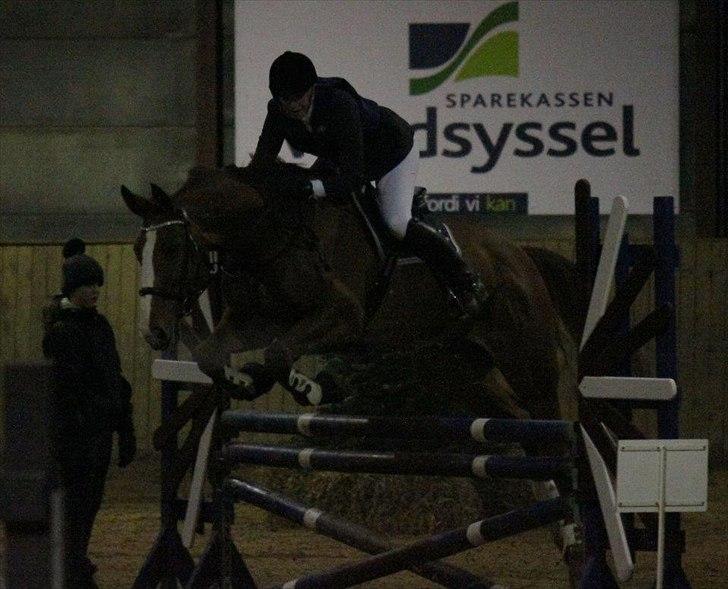 Dansk Varmblod Atlet billede 11