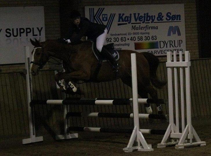 Dansk Varmblod Atlet billede 12