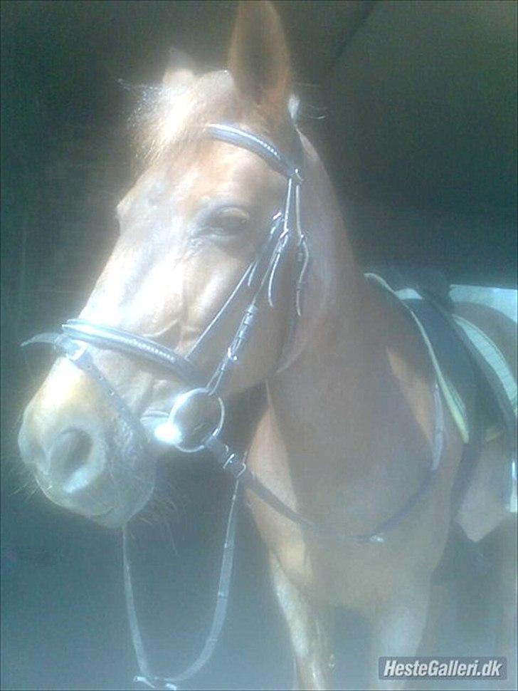 Connemara Nelly (sendt tilbage)  - en dag inden at vi skulle ud og ride :) billede 19