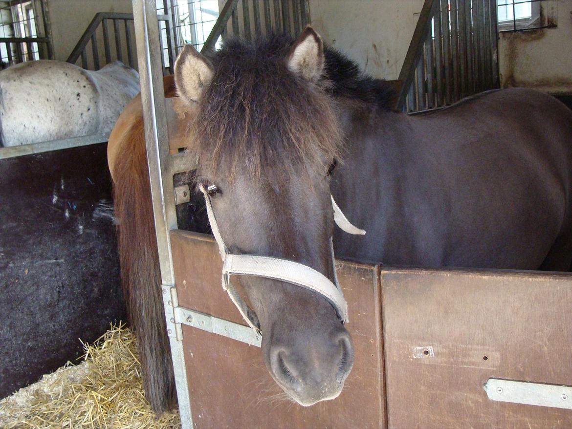 Shetlænder Musse  <3 ( Passer) billede 15